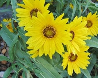 Girasol MAXIMILIAN PERENNE Mariposas Pinzones Aman 8 Pies Sin OGM 100 Semillas