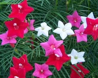 Mezcla de enredadera cardenal - Ciprés - Flores trepadoras, enrejados, jardín de mariposas / Sin OMG / Tradicional / Semillas frescas para jardín (25 semillas)