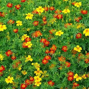 May include: A field of yellow and orange marigolds in full bloom. The flowers are surrounded by green foliage.