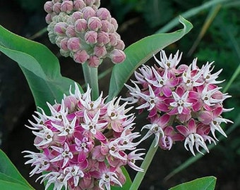 Semillas de algodoncillo vistoso, Asclepias speciosa, plantas para mariposas monarca - 100 semillas - Semillas de algodoncillo para plantar
