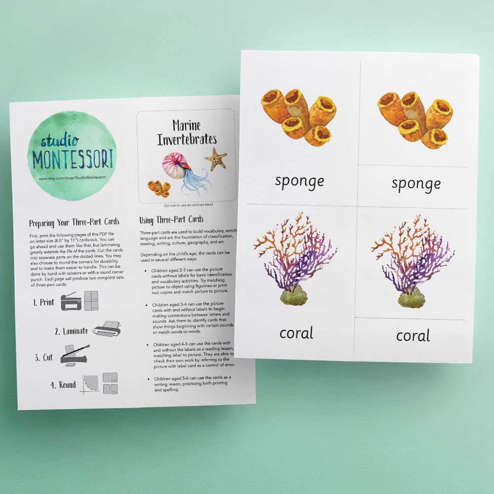 3 part Cards Marine Invertebrates Printable PDF Etsy 3-part-cards-marine-invertebrates-printable-pdf-etsy