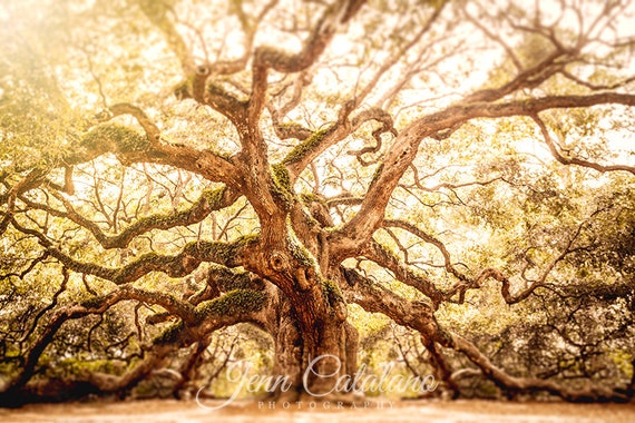 Angel Oak Tree Print Charleston Sc Coastal Photography Etsy