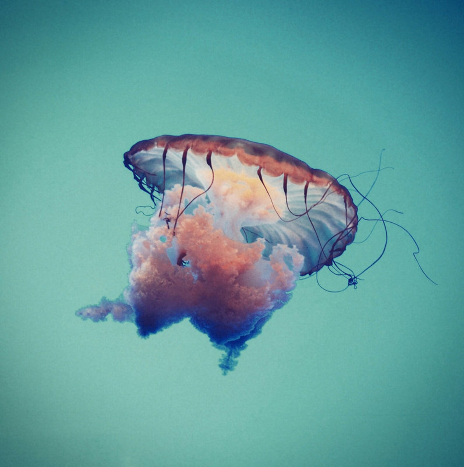 Vintage Jelly Print Fineart Original Color B&W 8x10 11x14 Etsy UK