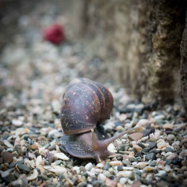 Giant Snail - Ecuador - Photo Print - Home Decor