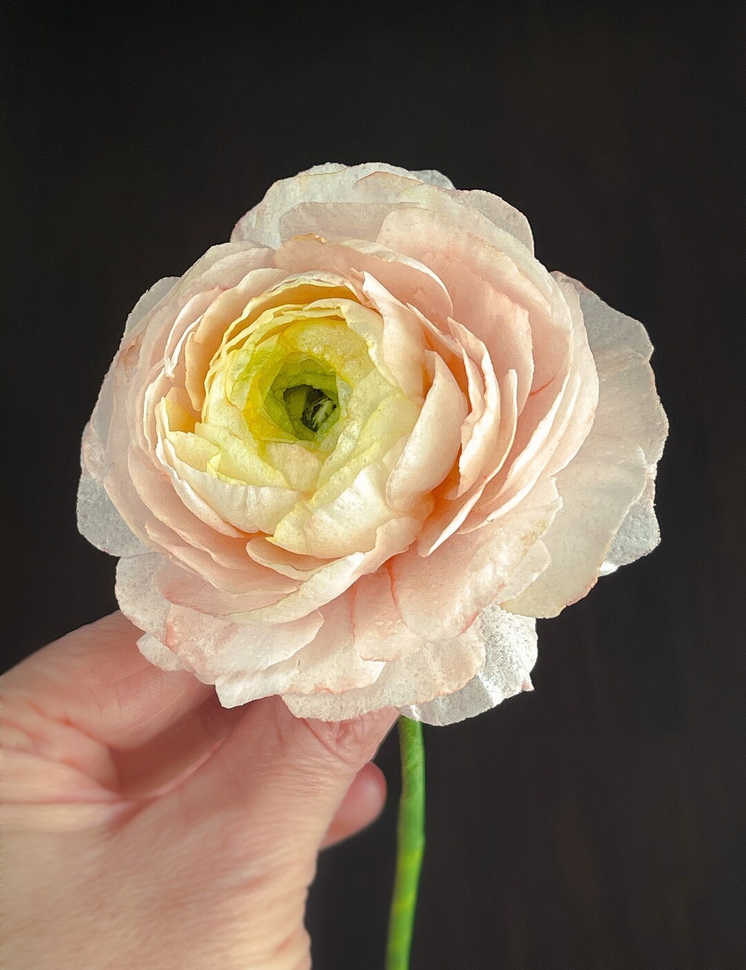Wafer Paper Sugar Large and Full Ranunculus Flower for Wedding Cakes or ...