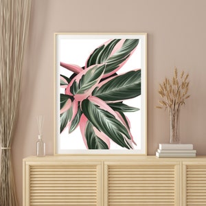 Houseplant wall art, House plant illustration, Triostar plant wall art, Boho wall art image 6