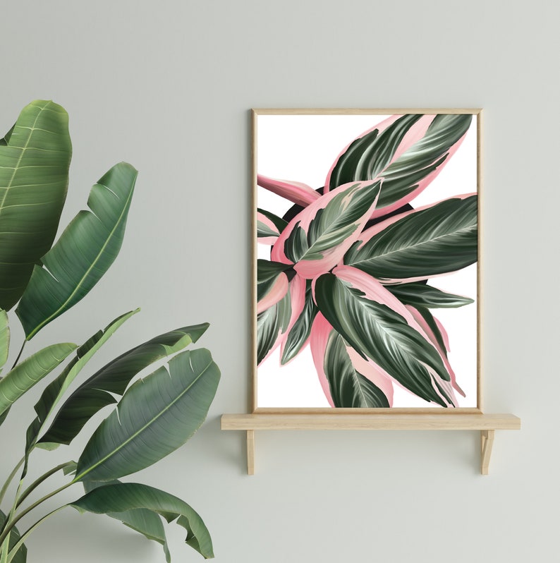 Houseplant wall art, House plant illustration, Triostar plant wall art, Boho wall art image 3