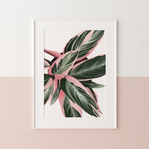 Houseplant wall art, House plant illustration, Triostar plant wall art, Boho wall art image 5