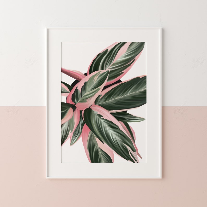 Houseplant wall art, House plant illustration, Triostar plant wall art, Boho wall art image 5