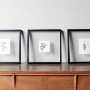 Puede incluir: Tres grabados botánicos enmarcados. Cada grabado presenta una delicada ilustración en blanco y negro de una planta. Los marcos son cuadrados con bordes negros y cristal transparente, expuestos sobre un mueble de madera.