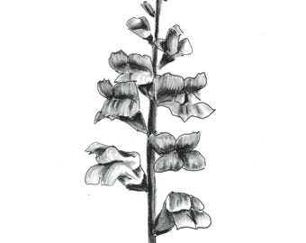 Charcoal Flower Art Prints