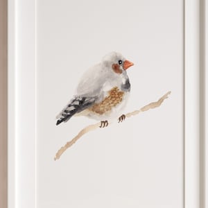 Bird print wall art | Bird canvas print | Zebra finch bird | Ornithology painting