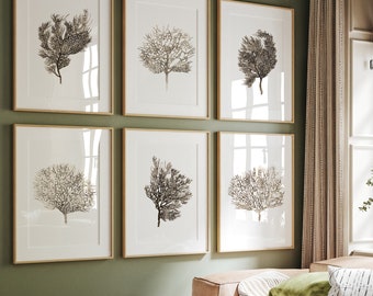 Decorazione artistica con corallo, decorazione per la casa con vita nell'oceano, decorazione con stampa di corallo e oceano, decorazione per la casa con arte marina, arte murale con mare, stampa artistica nautica, set di 6 stampe