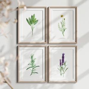 Lavender Chamomile Rosemary & Basil Herb Watercolor, Wild Flower Painting set of 4
