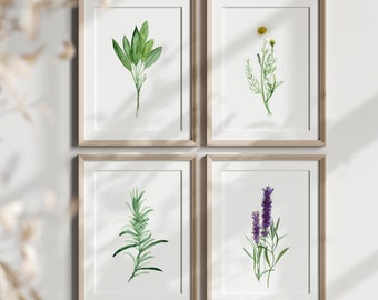 Lavender Chamomile Rosemary & Basil Herb Watercolor, Wild Flower Painting set of 4