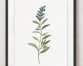 Sage Watercolor Painting: Herb Botanical Art Print