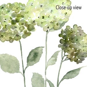 May include: A watercolor painting of three green hydrangea flowers with stems and leaves. The text "Close-up view" is in the upper right corner of the image.