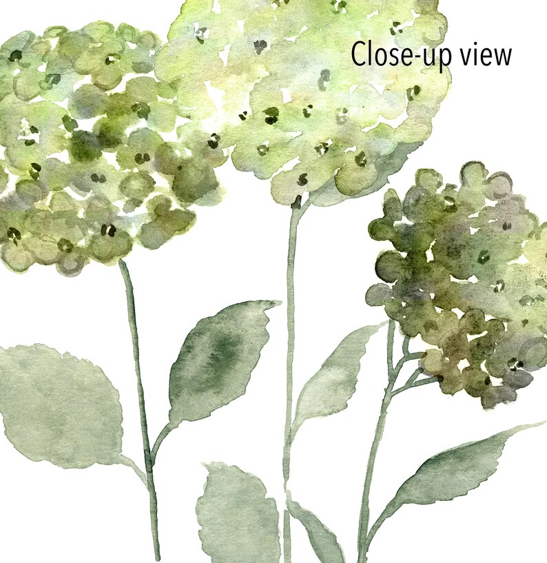 May include: A watercolor painting of three green hydrangea flowers with stems and leaves. The text "Close-up view" is in the upper right corner of the image.