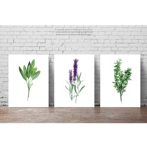 Herbs set of 3, Abstract Minimalist Wall Art, Food Art Kitchen Wall Print, Sage Art, Lavender Print, Thyme Picture, Herbs Spices Chart