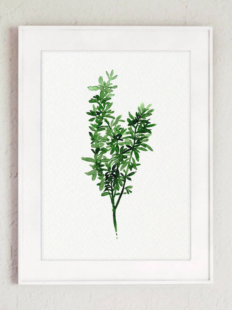 Thyme Set 3 Fine Art Prints Botanical Kitchen Wall Etsy