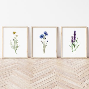 Kruid print muurkunst set 3 kruiden giclee fine-art print, groene kamille illustratie keuken muur decor, blauwe korenbloem lavendel poster