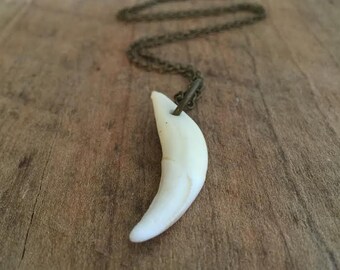 Naturally Found Coyote Fang Necklace