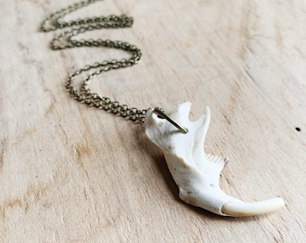 Muskrat Jaw Necklace - Muskrat Jawbone - Mandible - Muskrat Love - Bone Jewelry - Bones - Jaws