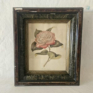 May include: A framed botanical print featuring a pink and white camellia flower with green leaves. The print is set in a dark brown and green wooden frame with gold accents. The text "Camellia japonica" is visible.