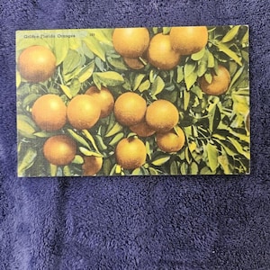 Vintage Postcard of Golden Florida Oranges - Cottage decor postcard
