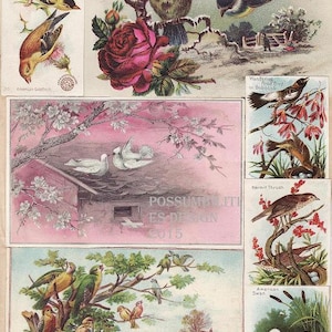 Vintage Victorian Scrapbook Page Birds Colorful Collage Scrapbooking Instant Download Digital Image (CCPM7)