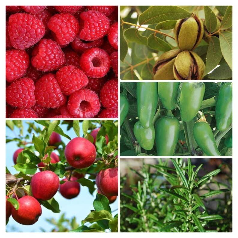 8oz Raspberry Honey Jelly Etsy