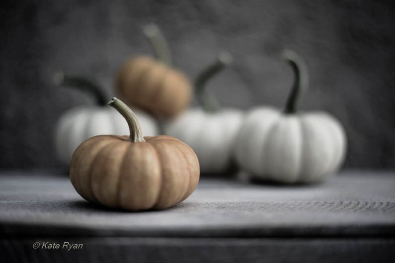 May include: Four small pumpkins, two are white and two are brown, sitting on a gray surface.