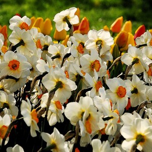 May include: A field of white daffodils with orange centers. The daffodils are in full bloom and are surrounded by a few yellow and orange tulips.