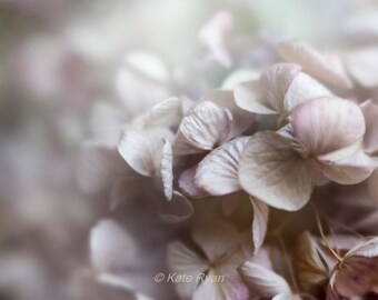 Pink Hydrangeas Print, Minimalist Wall Art, Soft Dreamy Floral Photo, Fine Art Photo, Bedroom Wall Art, Bathroom Powder Room Wall Decor