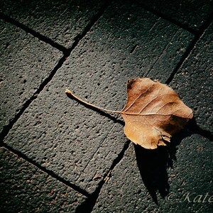 May include: A single, brown, dried leaf lies on a dark gray brick walkway. The leaf has a long stem and is slightly curled at the edges.
