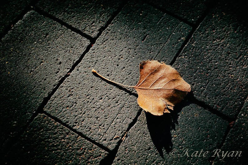 May include: A single, brown, dried leaf lies on a dark gray brick walkway. The leaf has a long stem and is slightly curled at the edges.