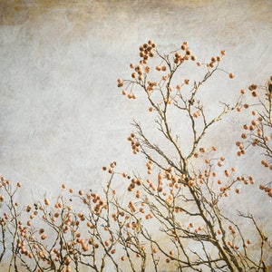 May include: A vintage-style photograph of a bare tree branch with small, brown berries against a light gray background.