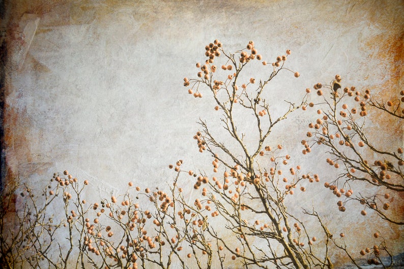 May include: A vintage-style photograph of a bare tree branch with small, brown berries against a light gray background.