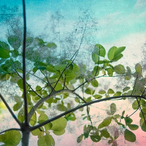 May include: A close-up of a tree branch with green leaves and white feathery flowers against a blue and pink sky.