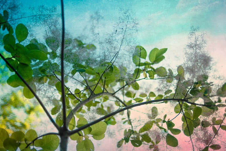 May include: A close-up of a tree branch with green leaves and white feathery flowers against a blue and pink sky.