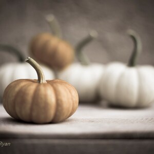 May include: Four small pumpkins, two white and two orange, arranged on a wooden surface. The pumpkins are in various stages of ripeness, with some being more orange than others.