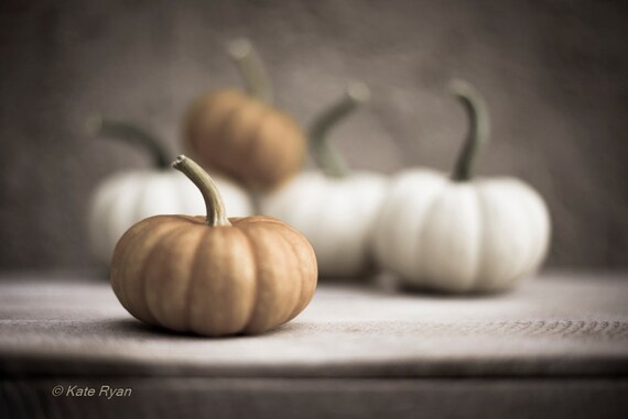 Pumpkins Photo, White Pumpkin Print, Orange Pumpkin Print, 2 Options, Cool or Warm Tones, Kitchen Wall Art, Rustic Farmhouse Art, Food Photo
