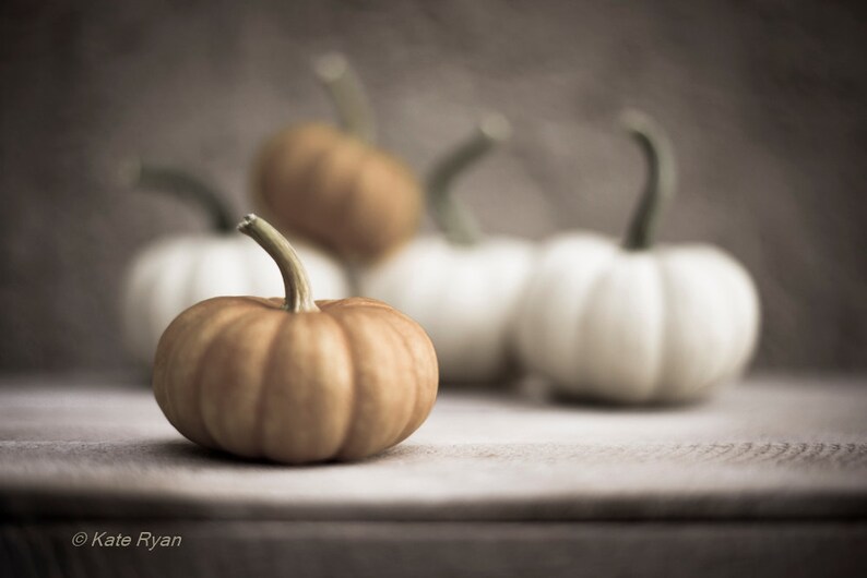May include: Four small pumpkins, two white and two orange, arranged on a wooden surface. The pumpkins are in various stages of ripeness, with some being more orange than others.