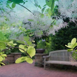 May include: A close-up of a wooden bench with a light wood finish. The bench is in a garden setting with green foliage and white flowers in the background.