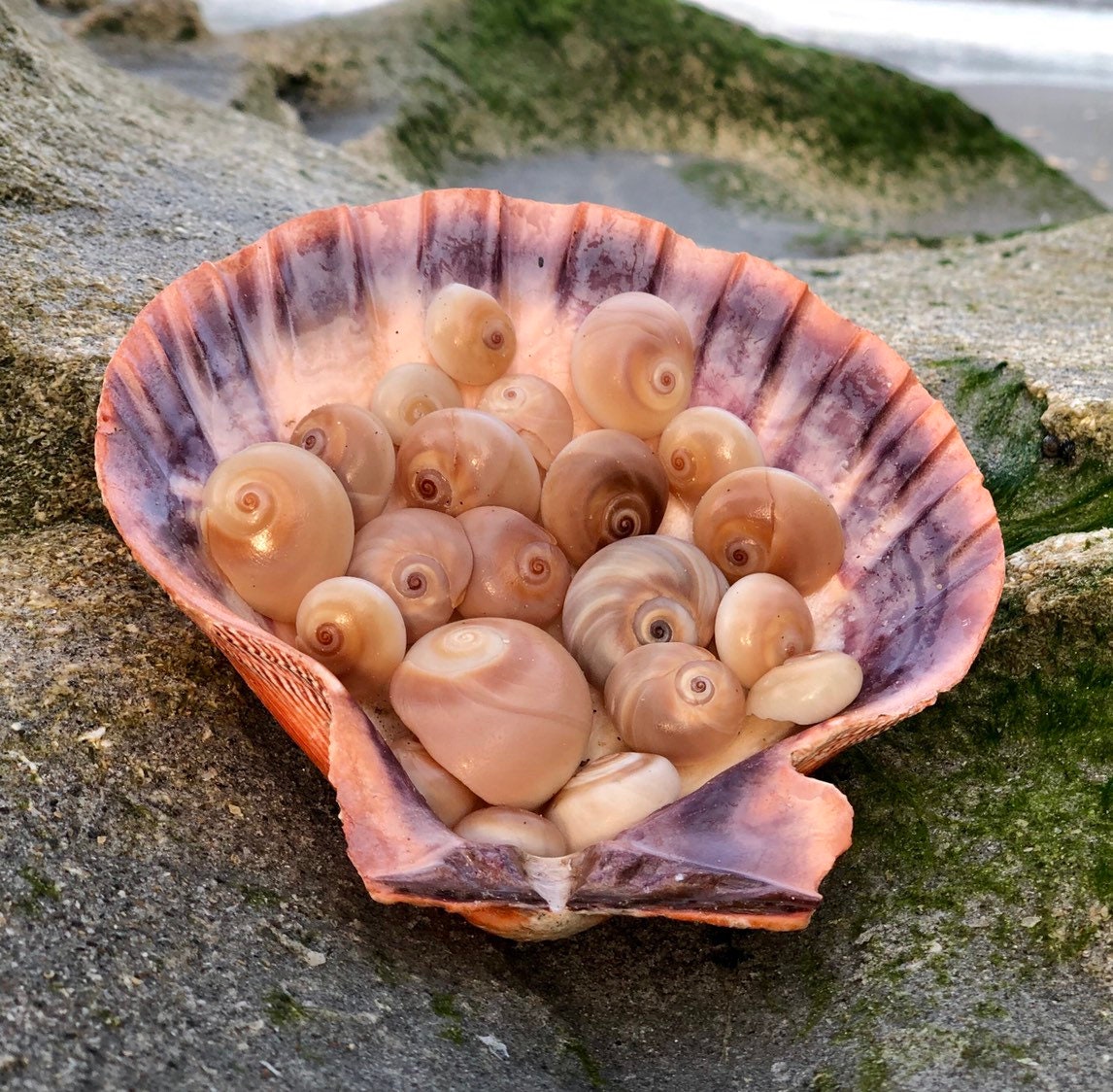 Shark Eye Moonsnails Atlantic Moonsnails From Palm Beach Florida 2