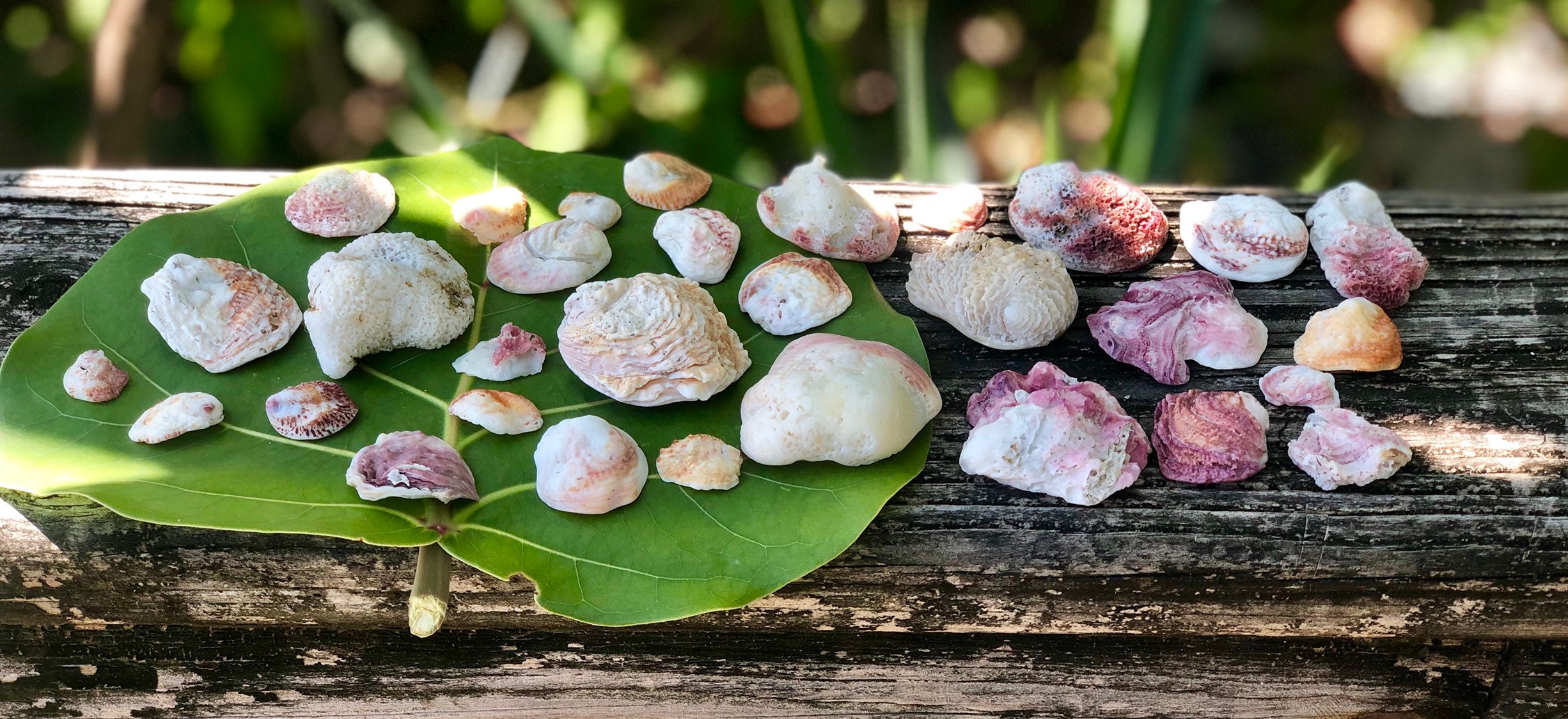 Corrugate Jewelbox Clam Seashells (Chama congregata) 10 Pieces