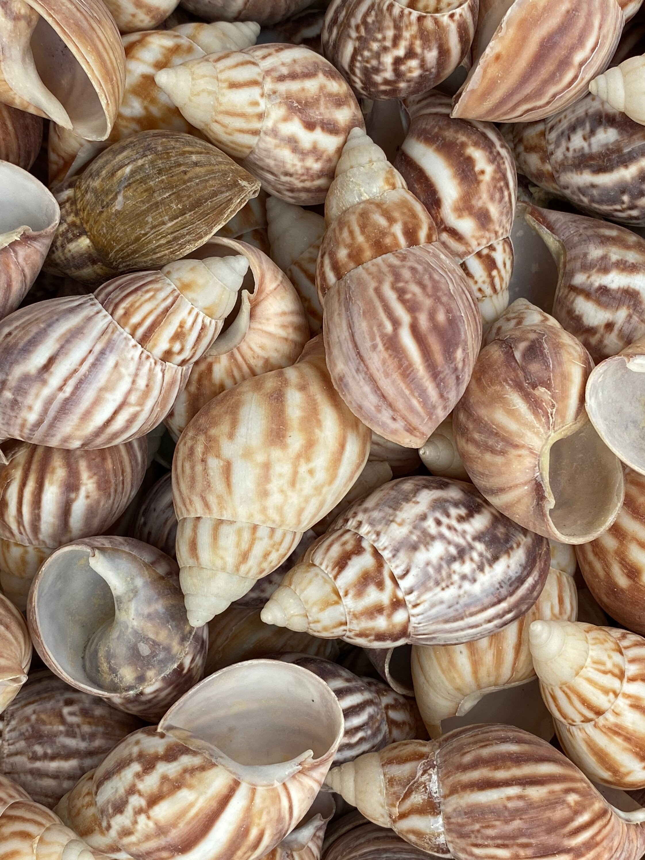 Japanese Land Snail (Achatina fulica) 5 Pieces