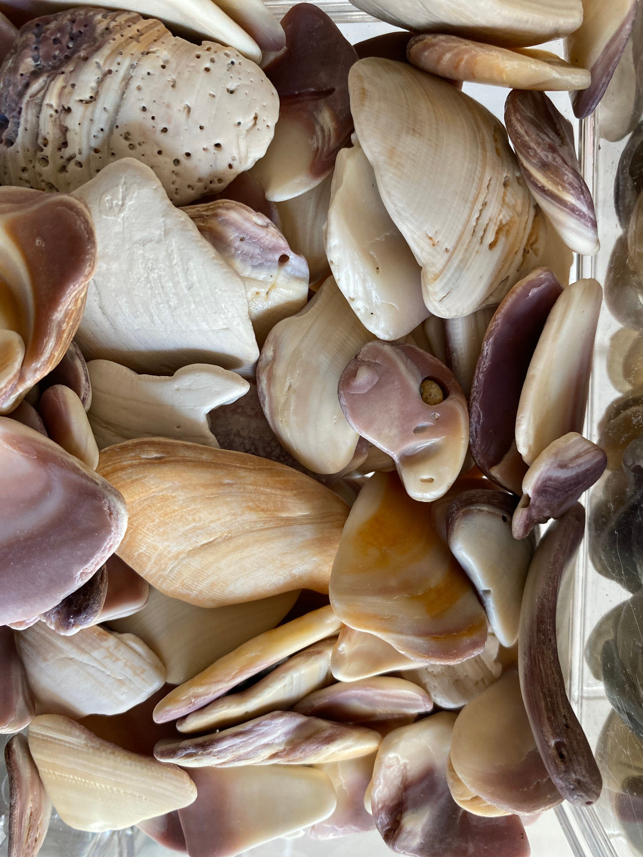 Seashells Northern Quahog bait clam or Etsy