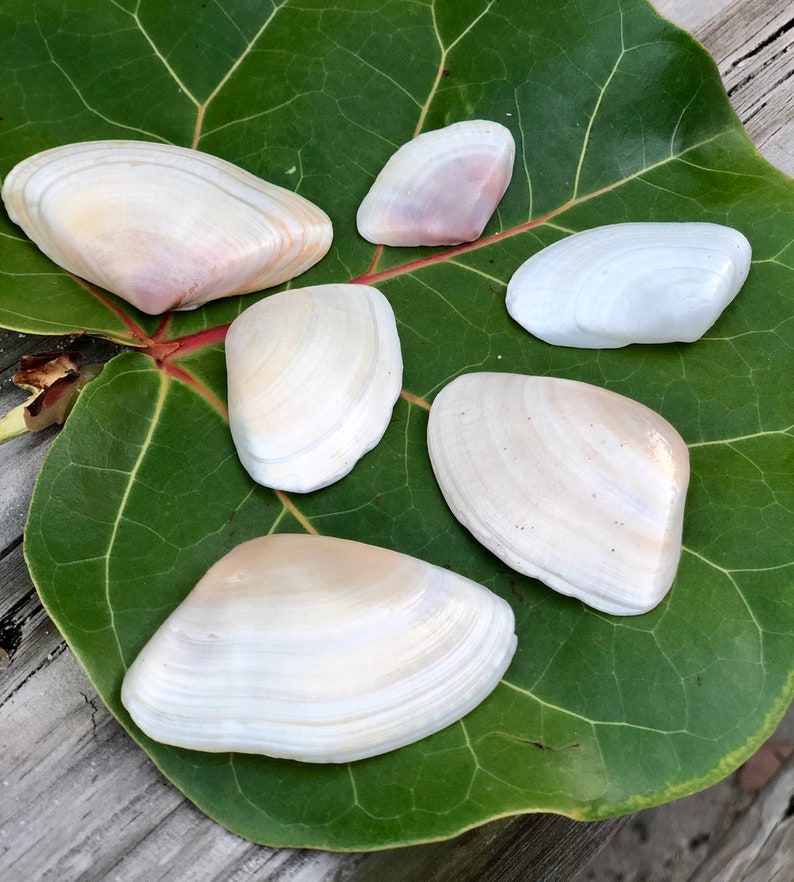 Giant Coquina Clam Seashells Genus Donax from Palm Beach Etsy