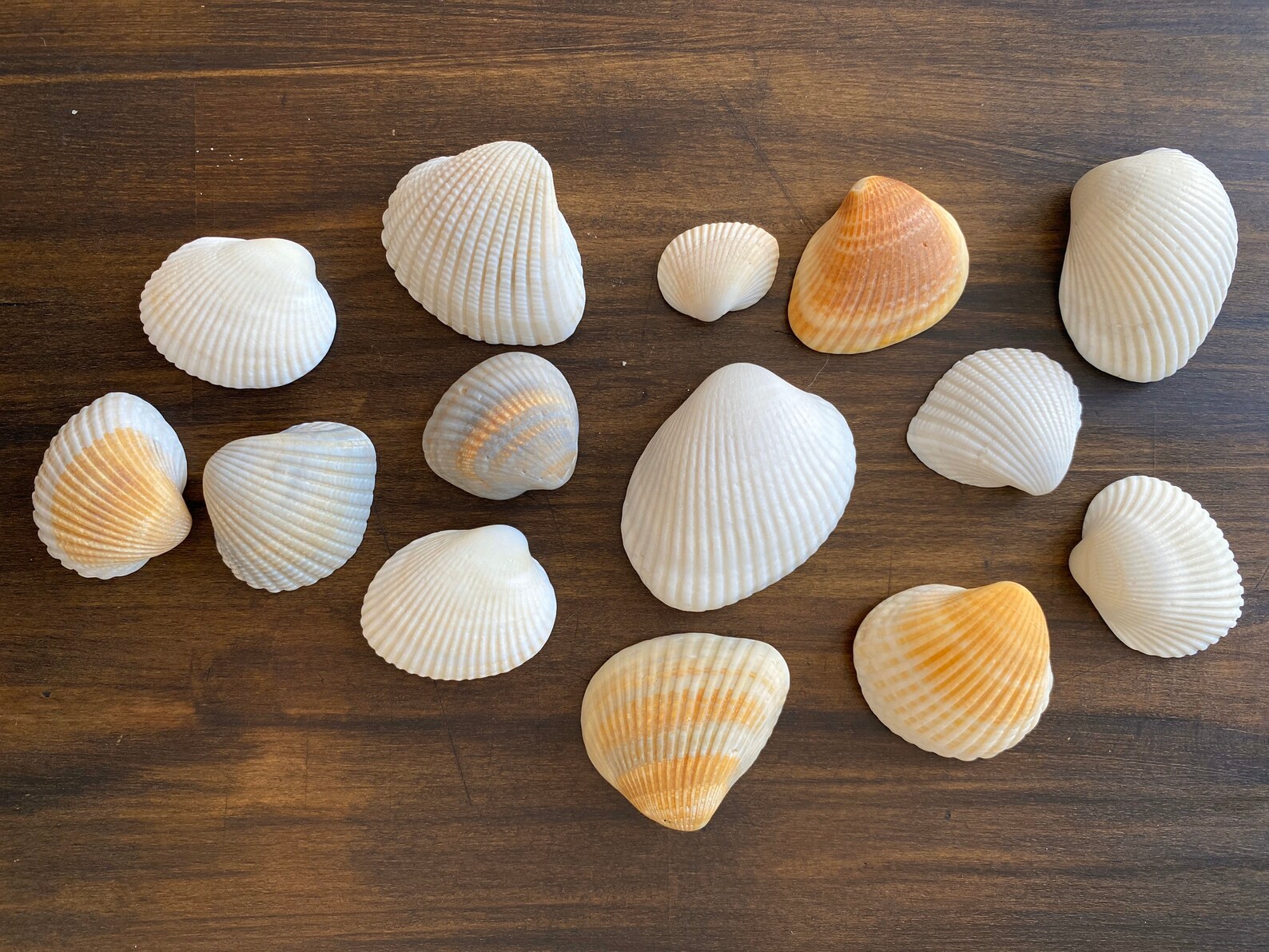 Seashell Incongruous Ark & Cut-ribbed Ark Seashells anadara - Etsy